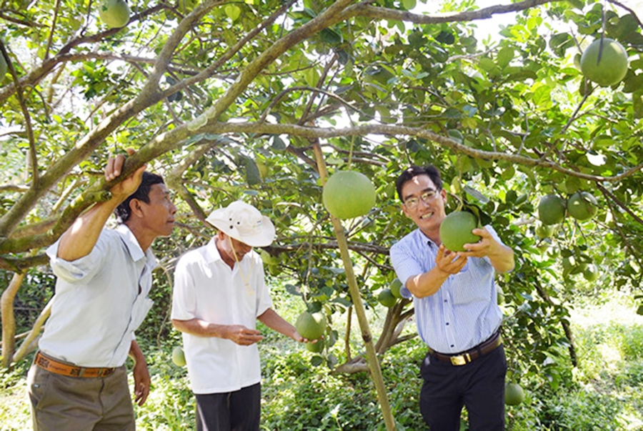 HTX đang là đầu tàu phát triển du lịch nông nghiệp tại nhiều địa phương của tỉnh Bến Tre.