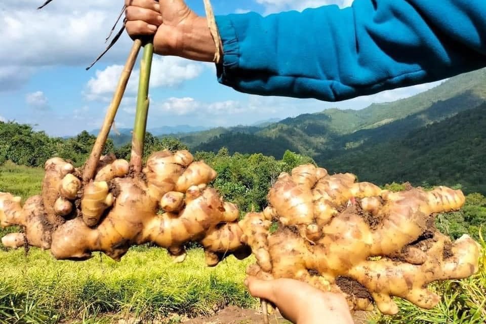 Xuất khẩu gừng của nước ta sau 9 tháng đã đạt mốc gần 26 triệu USD.