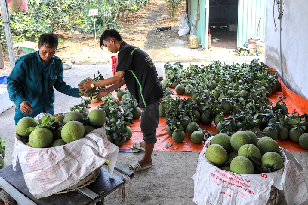 Xã Thanh Tân đang đẩy mạnh chuỗi giá trị cho bưởi da xanh.