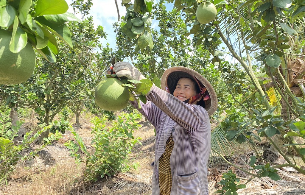 Niềm vui của thành viên HTX Hòa Lộc khi trồng bưởi da xanh theo tiêu chuẩn VietGap mang lại hiệu quả cao.