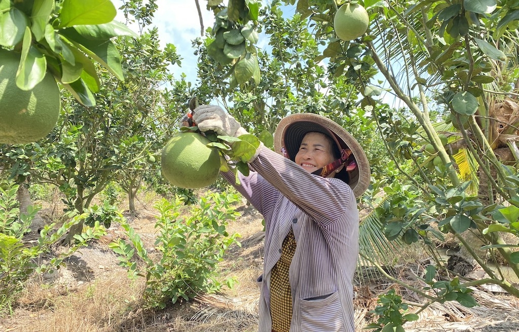 Niềm vui của thành viên HTX Hòa Lộc khi trồng bưởi da xanh theo tiêu chuẩn VietGap mang lại hiệu quả cao.
