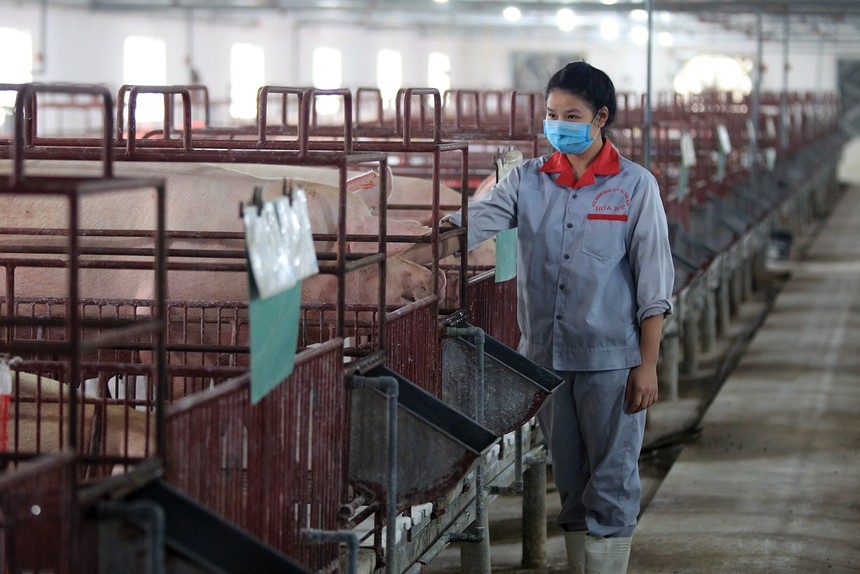 Tổng đàn lợn của cả nước hiện có khoảng 28,6 – 28,7 triệu con, cơ bản đáp ứng nhu cầu tiêu dùng nội địa về thịt lợn và sản phẩm từ thịt lợn những tháng cuối năm.
