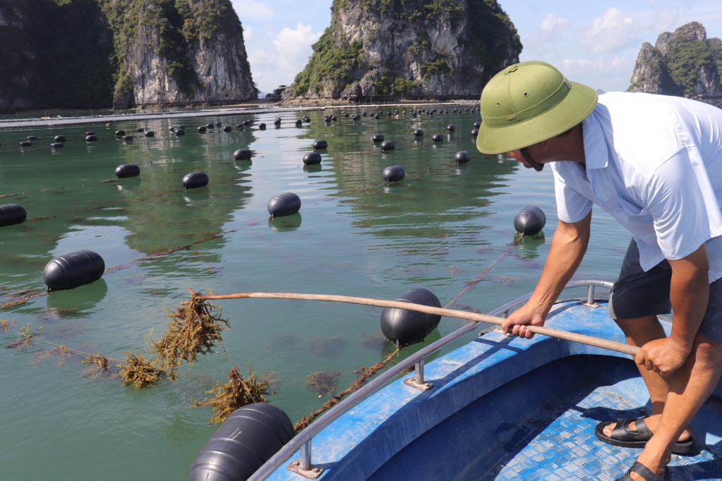 Cần đẩy nhanh quá trình giao khu vực biển cho cá nhân, tổ chức để ngành nuôi biển phát triển bền vững.