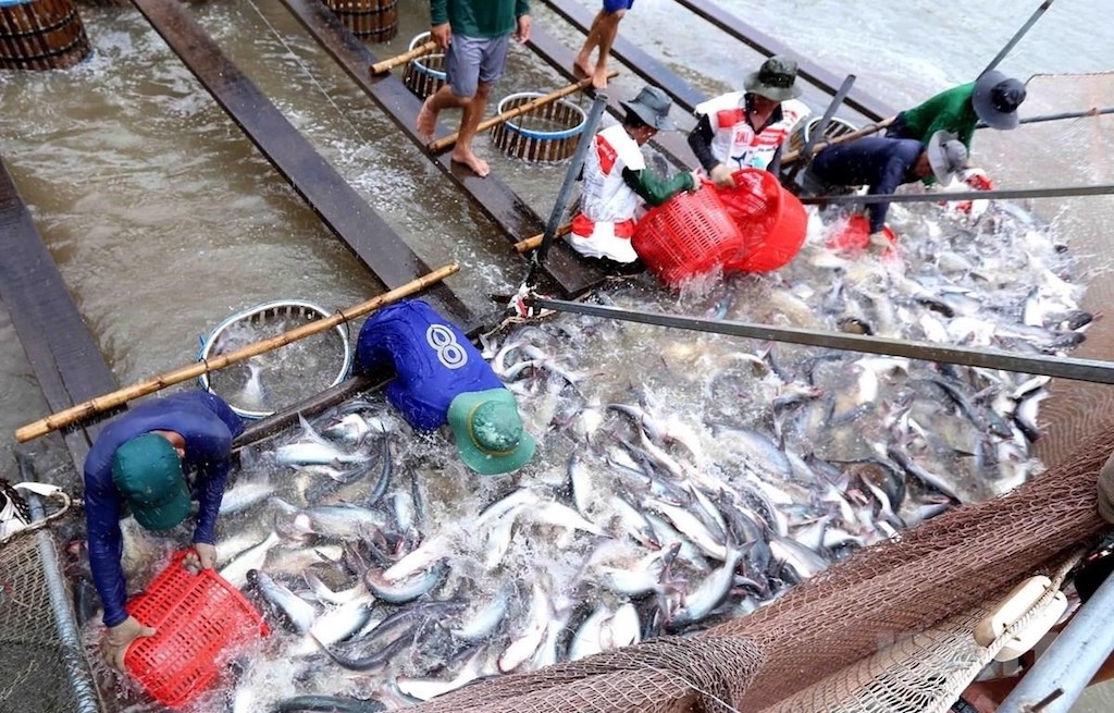HTX nuôi trồng thủy sản Hưng Thạnh liên kết với doanh nghiệp giúp cho các thành viên nuôi cá tra yên tâm đầu ra.
