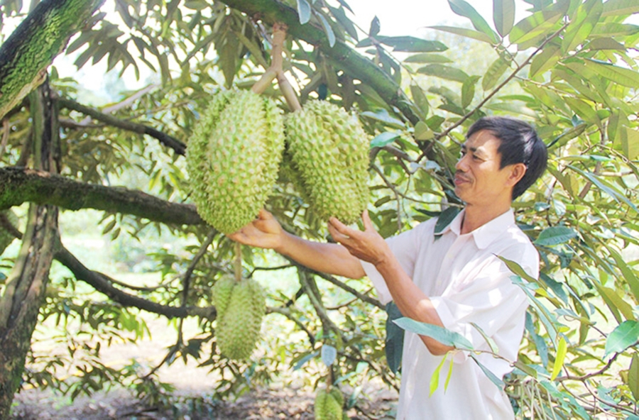 Sầu riêng đang là cây kinh tế chủ lực của người dân Đạ Huoai &lpar;Ảnh: BLĐ&rpar;.