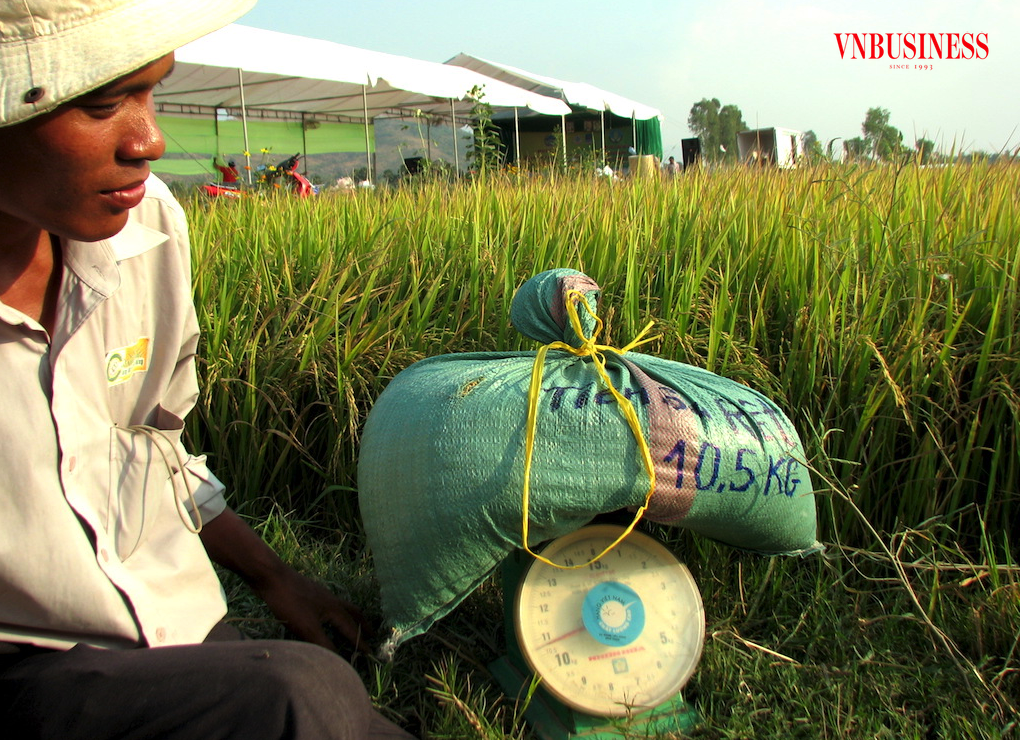 Để duy trì lợi nhuận ở mức cao một cách ổn định lâu dài cho nông dân trồng lúa thì không thể chỉ dựa vào giá lúa tăng cao mà còn cần ở nhiều yếu tố quan trọng khác.