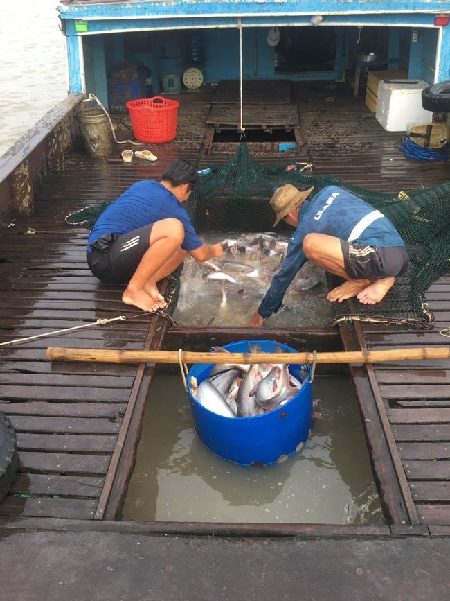 HTX Cá bè Thới Long có 8 bè nuôi cá trên sông Hậu, tạo công ăn việc làm cho hàng chục lao động.