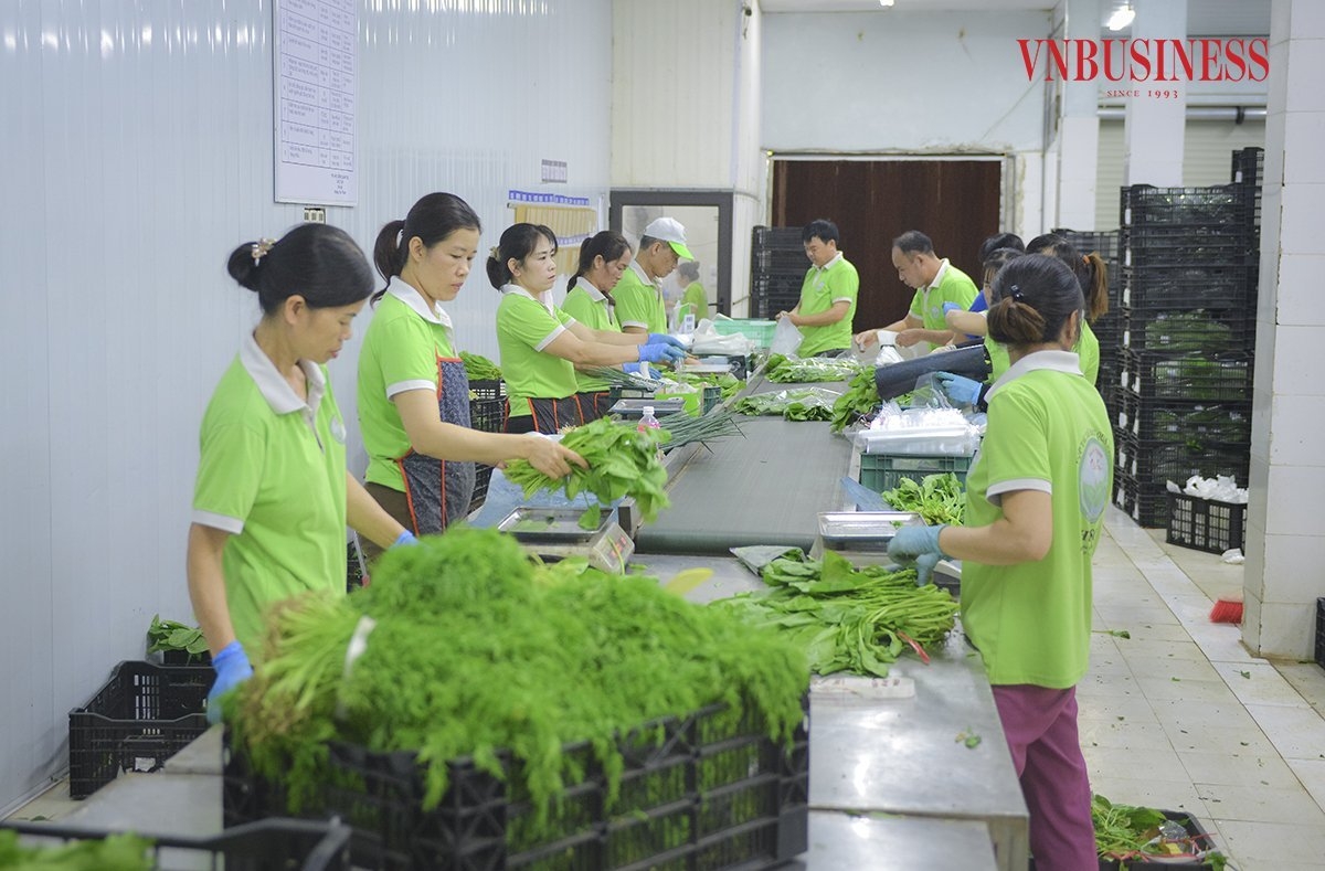 Sản lượng năm 2023 của HTX dự kiến đạt tới 1.000 tấn rau, tăng khoảng 10% so với năm 2022, đem về doanh thu khoảng từ 18 - 20 tỷ đồng/năm.