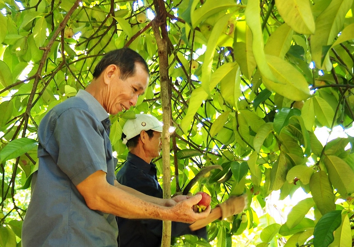 Măng cụt đang là cây trồng chủ chủ lực của huyện Tiên Phước.