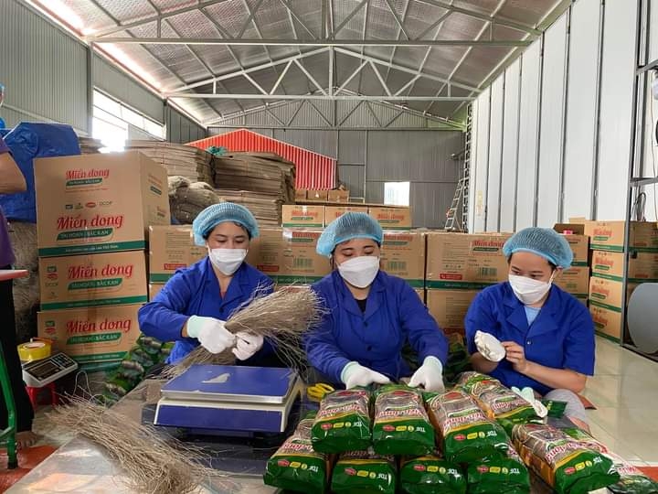 Các thành viên HTX Tài Hoan đang đóng gói sản phẩm miến dong.