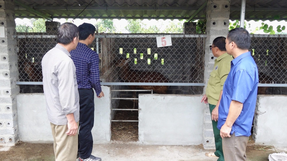 Mô hình nuôi hươu sao lấy nhung tại HTX Trọng Hùng giúp 33 thành viên thoát nghèo bền vững và vươn lên làm giàu.