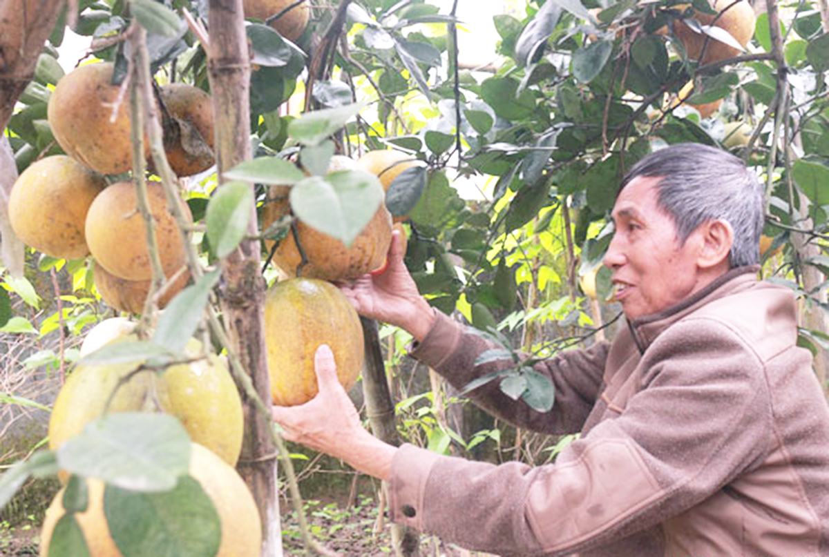 Bưởi đang là một trong những cây trồng thế mạnh ở Đô Lương.