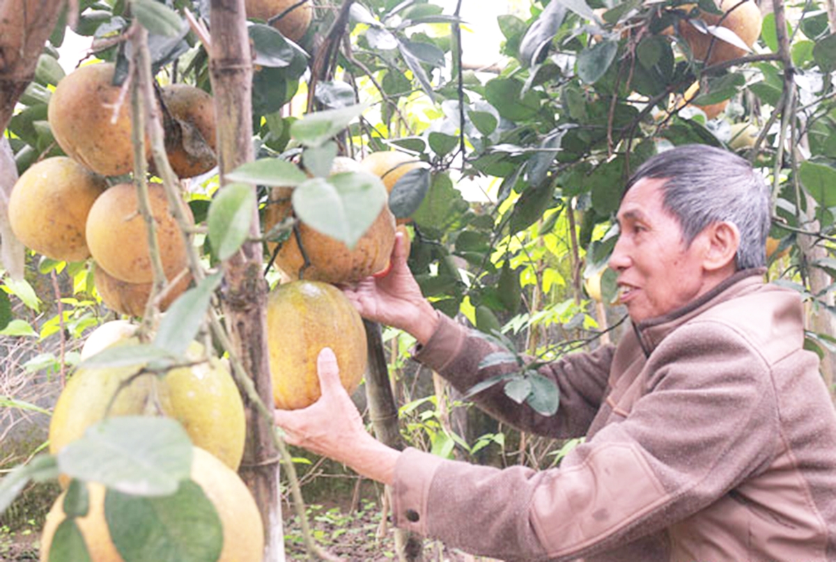 Bưởi đang là một trong những cây trồng thế mạnh ở Đô Lương.