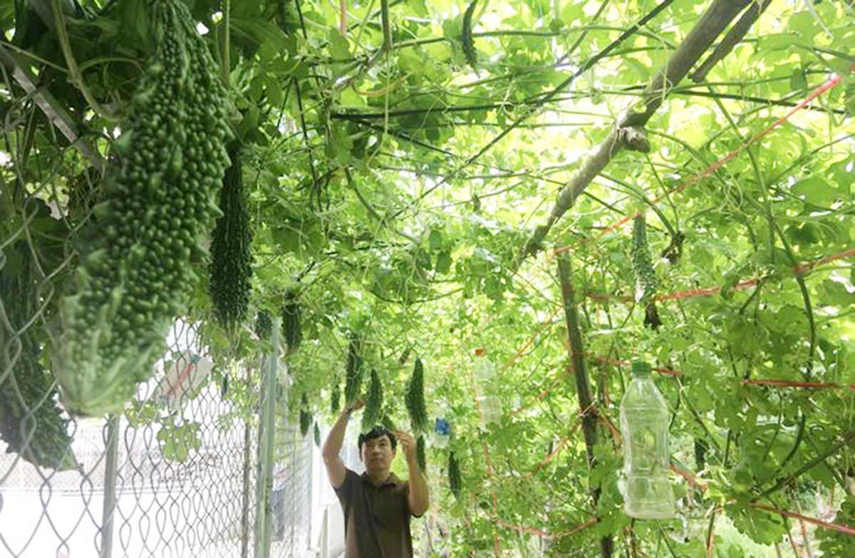 Quá trình phát triển kinh tế ở Đô Lương có dấu ấn đậm nét của các HTX, doanh nghiệp.