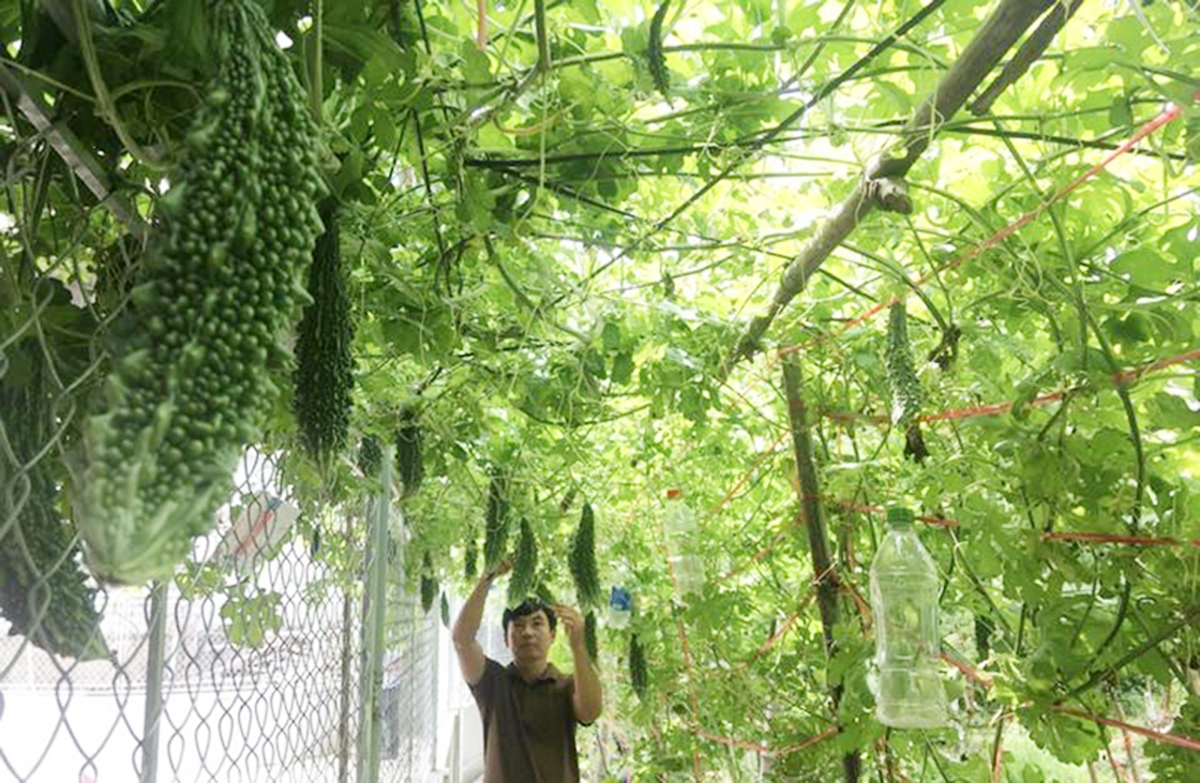 Quá trình phát triển kinh tế ở Đô Lương có dấu ấn đậm nét của các HTX, doanh nghiệp.