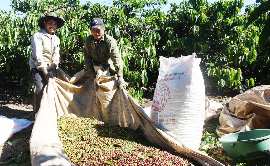 HTX Nông nghiệp, dịch vụ Công Bằng Ea Kiết đã xây dựng được mối liên kết sản xuất có tính bền chặt, đạt hiệu quả cao cho các hộ dân trồng cà phê.
