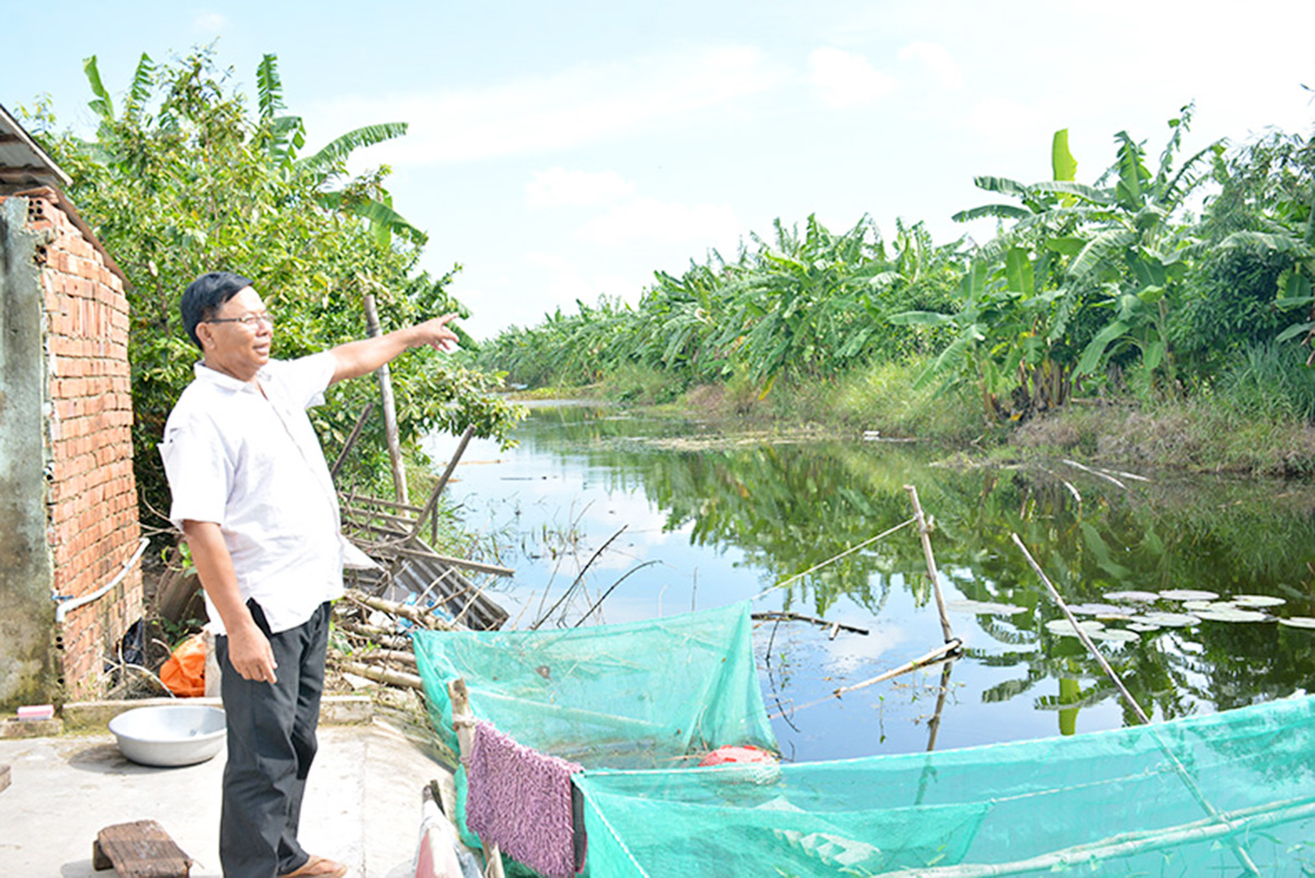 Chuối đang là cây kinh tế chủ lực ở U Minh Thượng &lpar;Ảnh: Thu Oanh&rpar;.