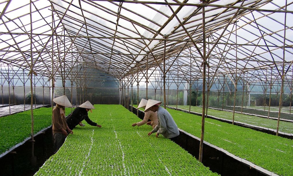 Huyện Đức Trọng hiện có gần 11.407 ha sản xuất nông nghiệp ứng dụng công nghệ cao, tăng gần 453 ha so với năm 2022.