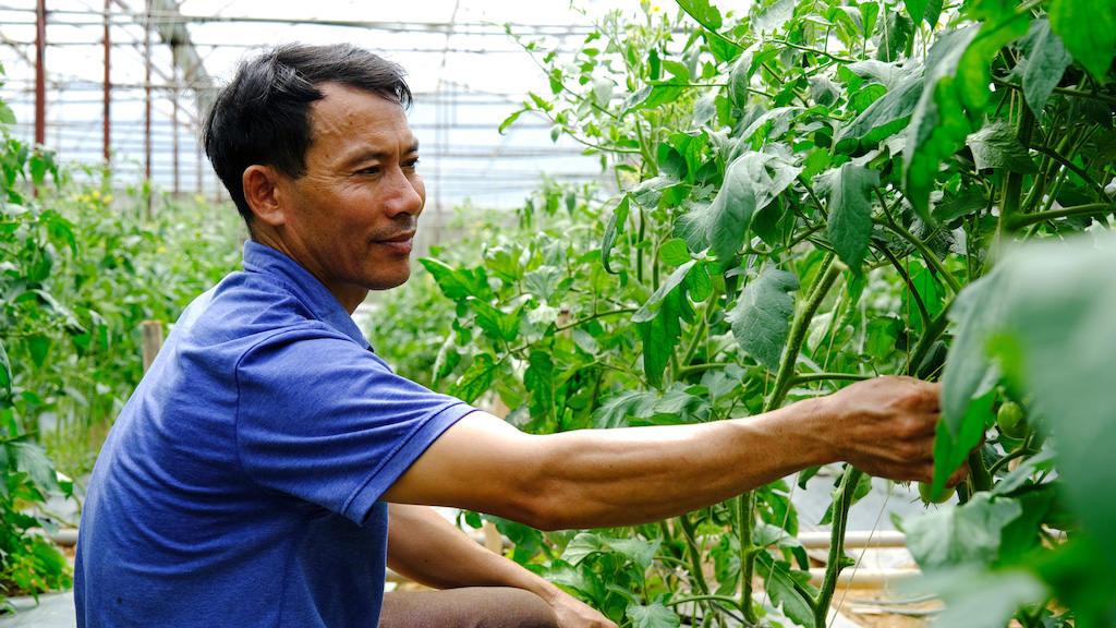 Nhờ tham gia liên kết với HTX Dịch vụ nông nghiệp tổng hợp An Phú đã giúp cho nhiều nông hộ trồng rau củ quả ở Đức Trọng vươn lên làm giàu.