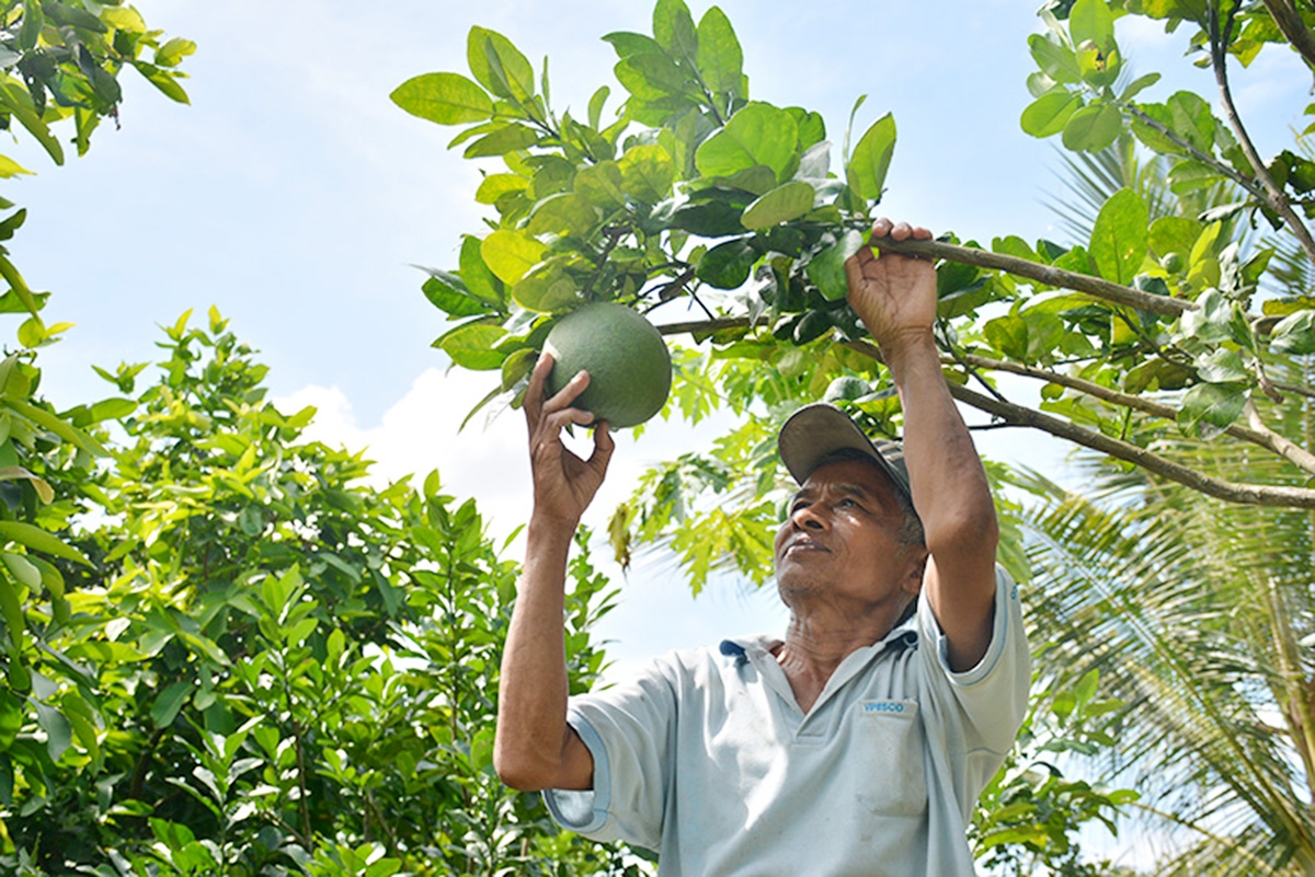 Cùng với chuối, các loại cây ăn quả cũng đem lại nguồn thu cao cho người dân &lpar;Ảnh: Thu Oanh&rpar;.