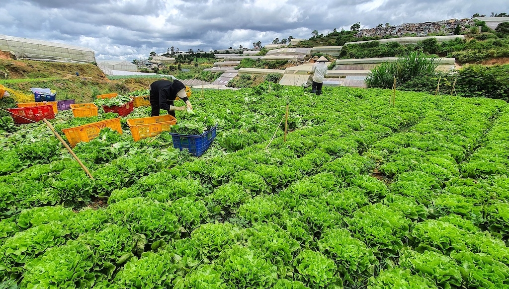 Thúc đẩy chuỗi liên kết sản xuất và tiêu thụ sản phẩm nông nghiệp đã góp phần tạo nền tảng cho huyện Đức Trọng nâng cao các tiêu chí xây dựng nông thôn mới.