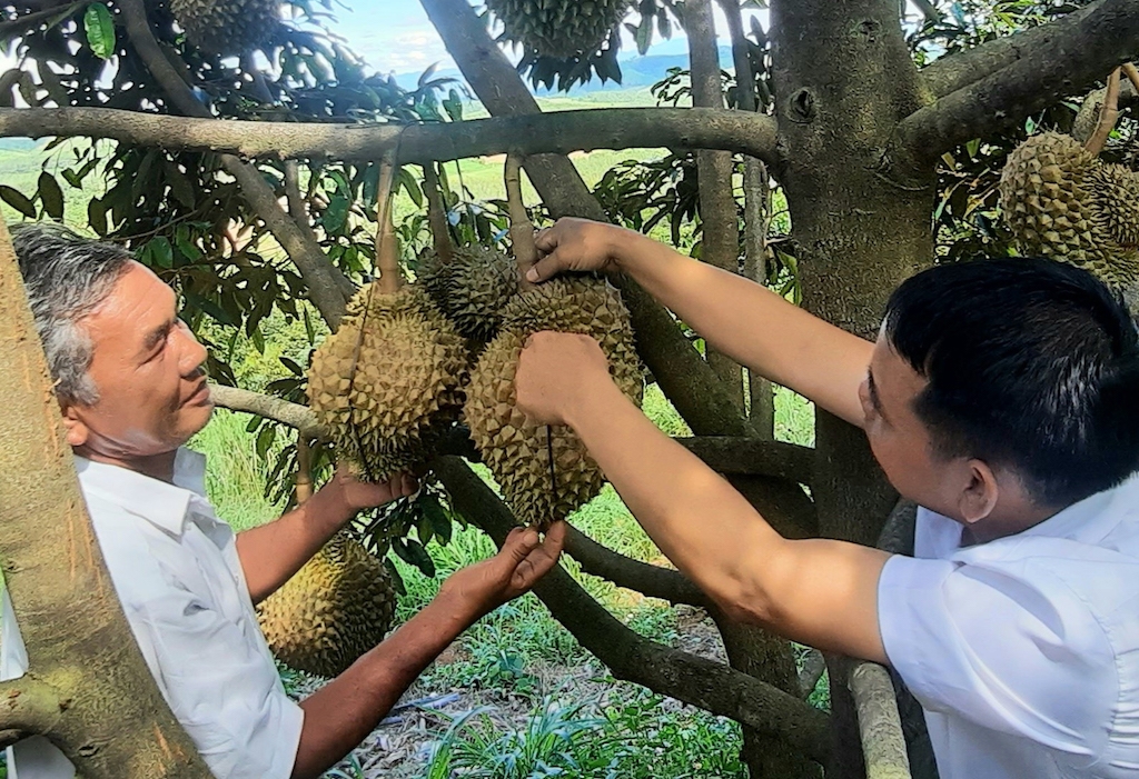 Liên kết trồng sầu riêng cùng HTX giúp nông dân huyện Chư Pưh vươn lên làm giàu.