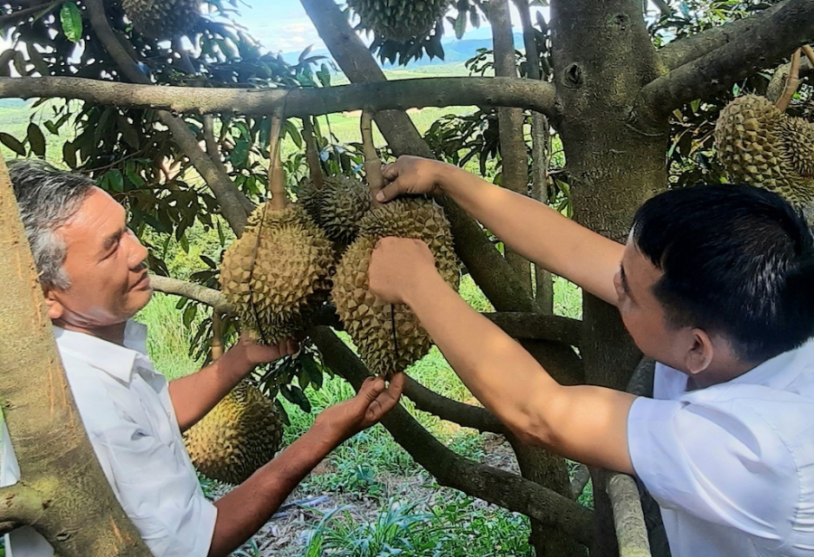 Liên kết trồng sầu riêng cùng HTX giúp nông dân huyện Chư Pưh vươn lên làm giàu.