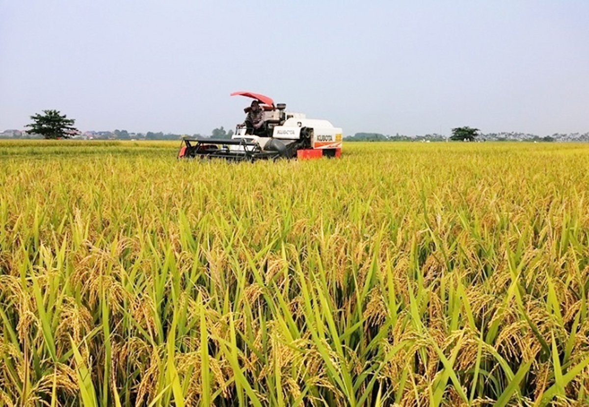 Thành công trong chuyển đổi cơ cấu nông nghiệp là chìa khóa trong xây dựng nông thôn mới Châu Thành A.
