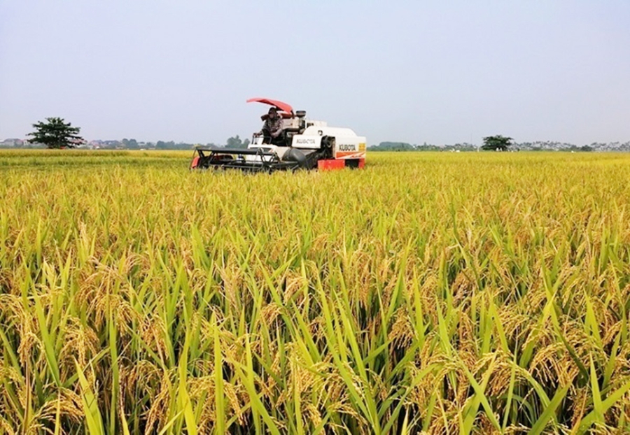 Thành công trong chuyển đổi cơ cấu nông nghiệp là chìa khóa trong xây dựng nông thôn mới Châu Thành A.