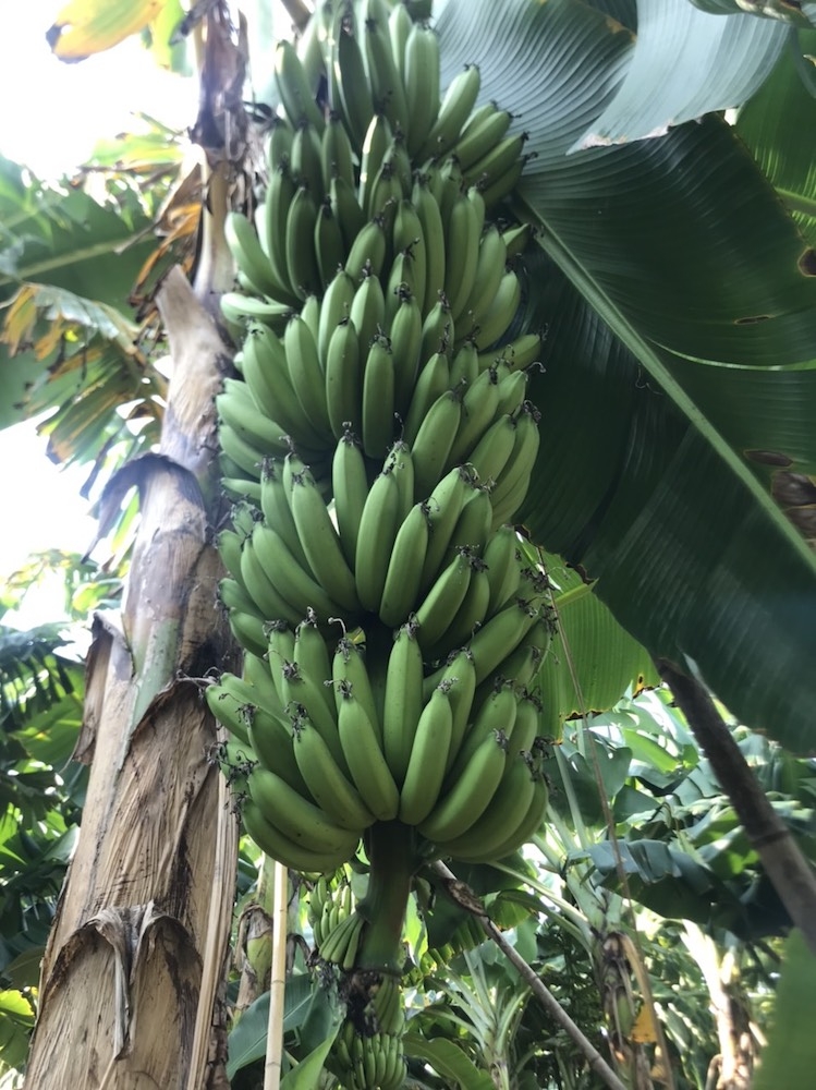 Chuối tiêu của HTX nông sản sạch Đoàn Kết Tân Quang được trồng trên đất phì nhiêu, khí hậu thích hợp nên có năng suất cao và hương vị đặc biệt.