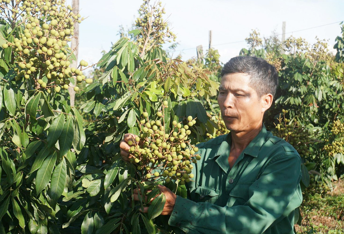 Nhờ đổi mới phương thức sản xuất, nông dân Đắk R'lấp ngày càng giàu lên &lpar;Ảnh: Hưng Nguyên/BĐN&rpar;.