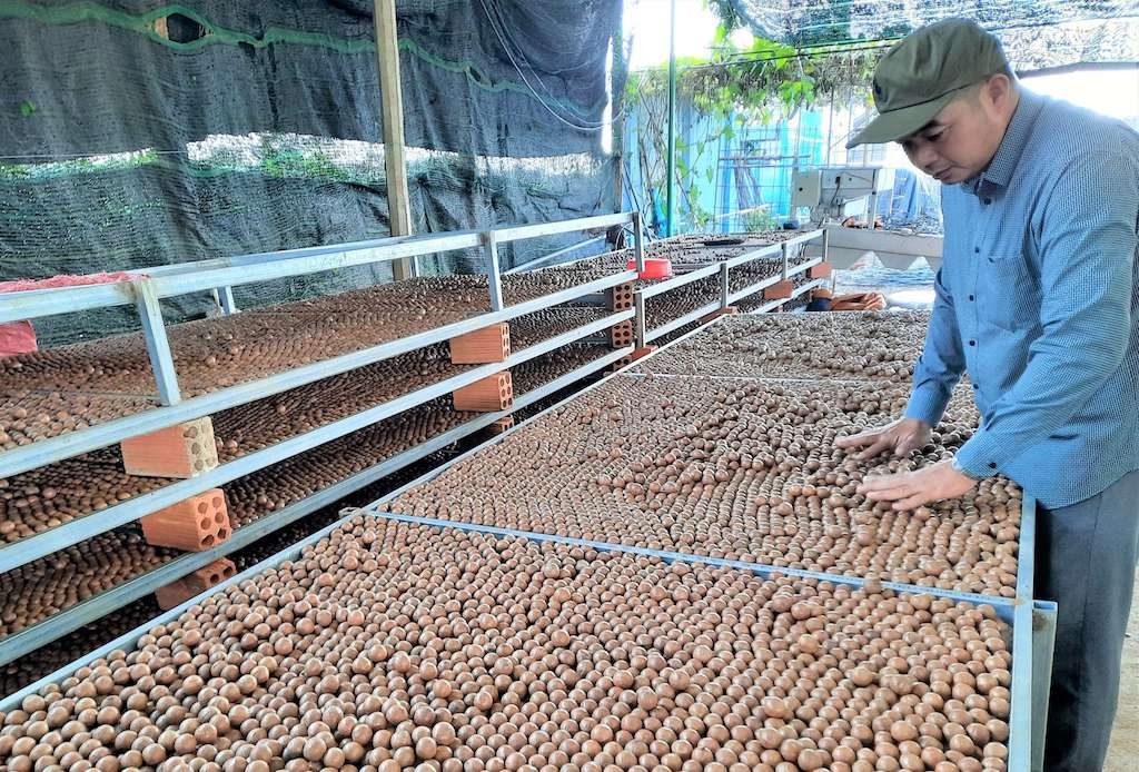 Thúc đẩy chuỗi liên kết sản xuất và tiêu thụ trái mắc ca giúp người dân Đắk Tô thoát nghèo bền vững và vươn lên làm giàu.