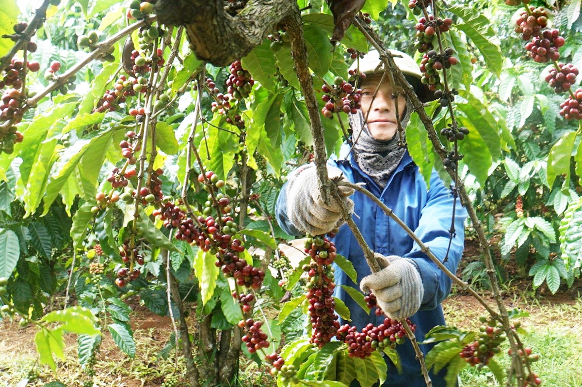 Người nông dân Đắk Rlấp đang thay đổi tư duy trong sản xuất, theo hướng giàu khoa học - kỹ thuật &lpar;Ảnh: Hưng Nguyên/BĐN&rpar;.