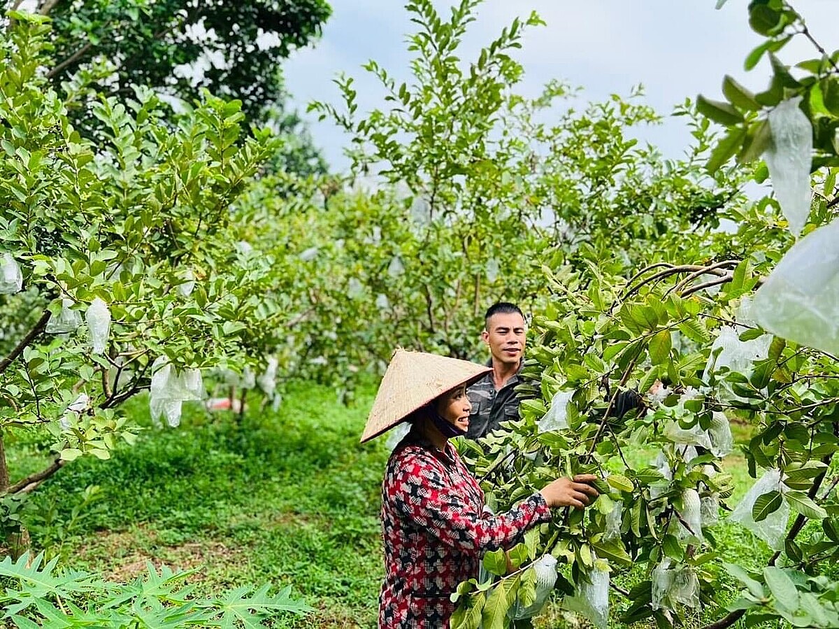 Những quy định chưa rõ ràng trong chứng nhận, quản lý khiến nông nghiệp hữu cơ Việt Nam chưa thực sự phát triển.