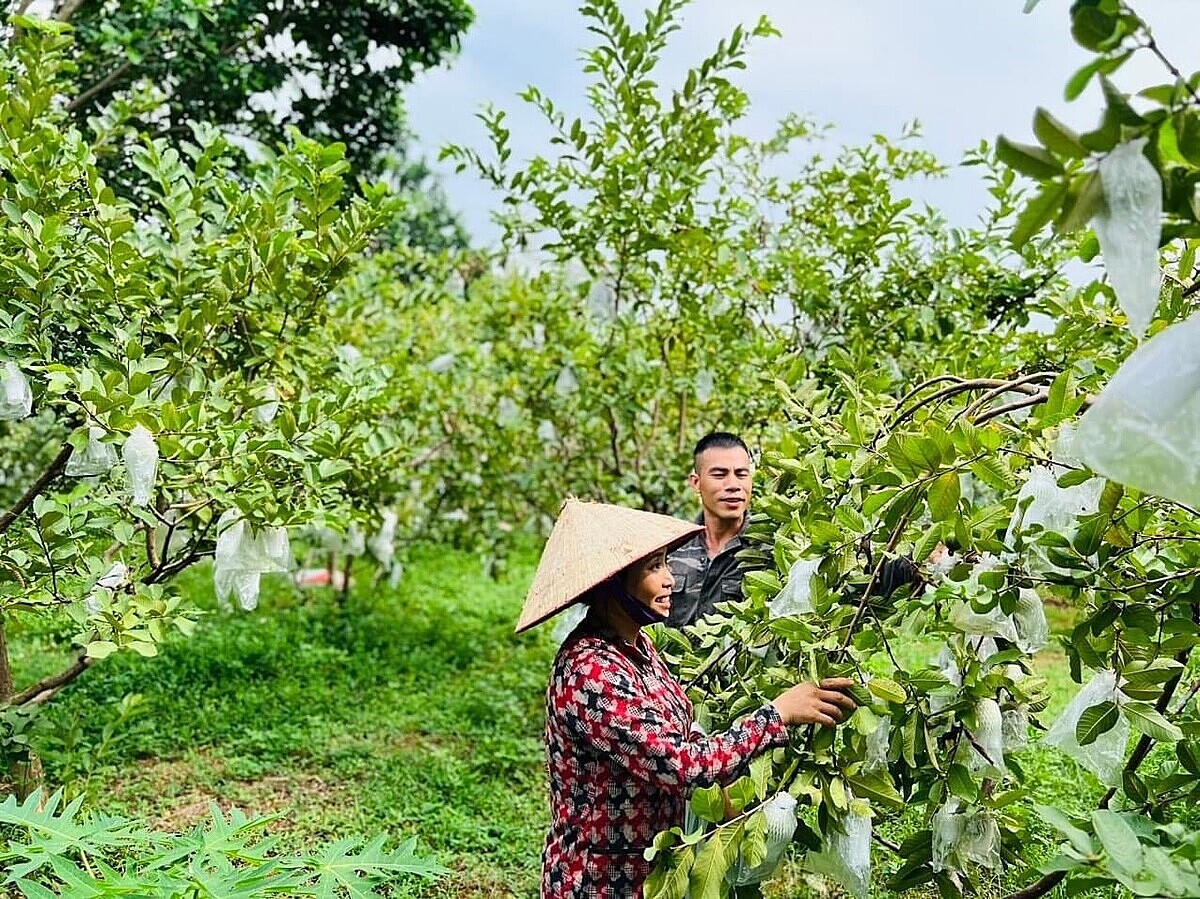 Những quy định chưa rõ ràng trong chứng nhận, quản lý khiến nông nghiệp hữu cơ Việt Nam chưa thực sự phát triển.
