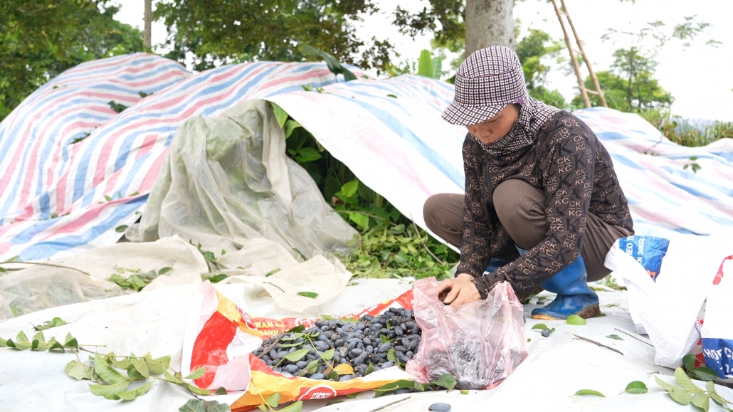 Người dân Hà Châu thu hoạch trám.