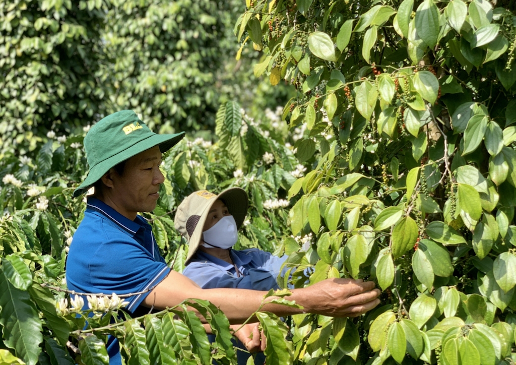 Tham gia cùng các HTX liên kết trồng tiêu sạch giúp đời sống nông dân ở Lộc Ninh ngày càng nâng cao.