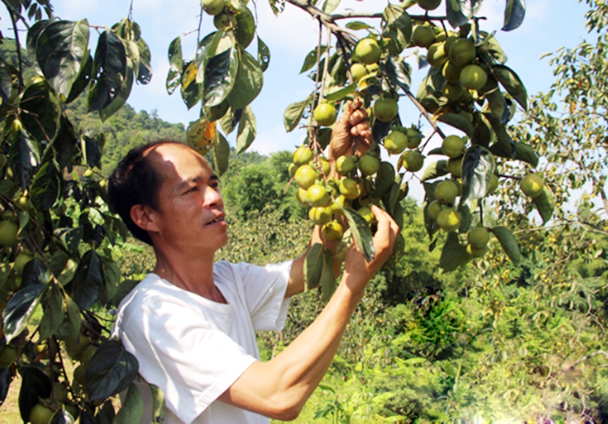 Nông thôn mới Cao Lộc có nền tảng vững vàng từ chuyển đổi cơ cấu nông nghiệp &lpar;Ảnh: BLS&rpar;.