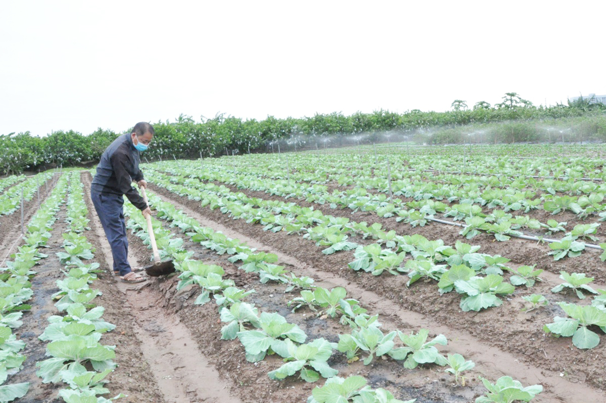 Những thay đổi trong tư duy giúp nông dân Yên Mỹ no ấm hơn &lpar;Ảnh: Tuấn Đạt&rpar;.
