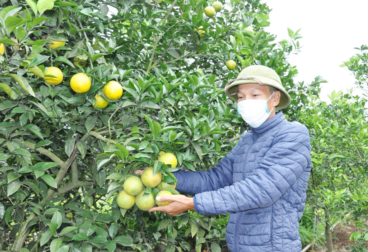 Yên Mỹ đang tập trung vào các cây trồng thế mạnh, đẩy mạnh ứng dụng khoa học kỹ thuật mới &lpar;Ảnh: Tuấn Đạt&rpar;.