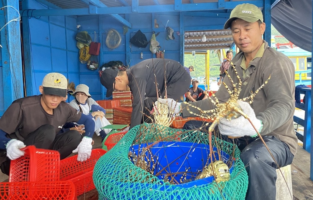 Phụ thuộc thị trường Trung Quốc 98-99% khiến người nuôi tôm hùm đang gặp nhiều khó khăn.