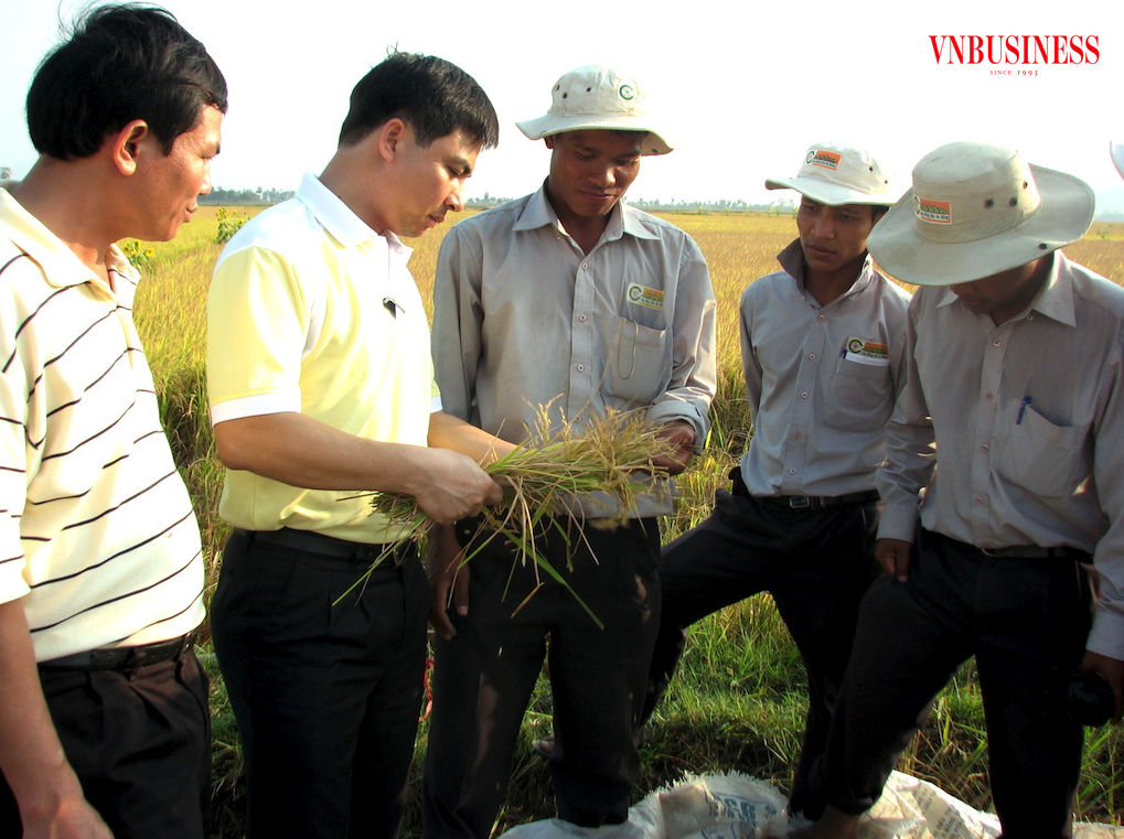 Để hướng đến 1 triệu ha lúa chất lượng cao ở vùng Đồng bằng sông Cửu Long như Đề án vừa được Chính phủ thông qua, đòi hỏi rất nhiều việc phải làm.