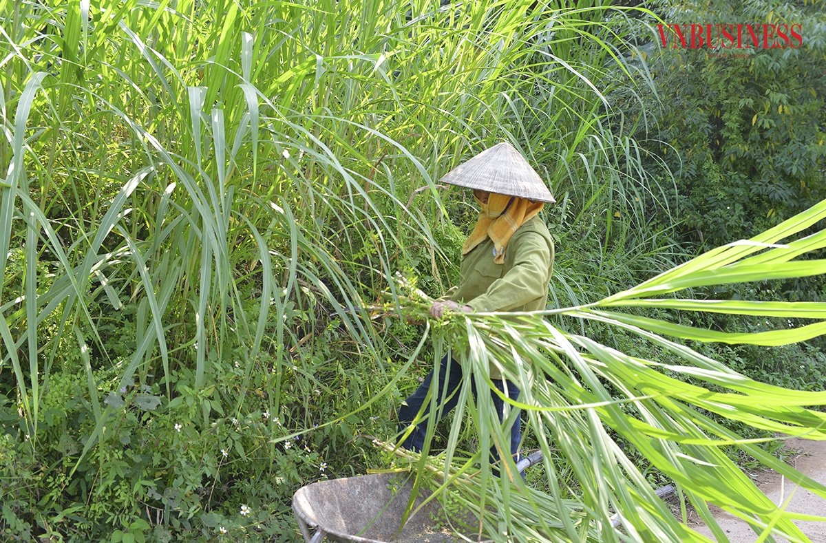 HTX đầu tư cả vùng nguyên liệu lên đến 3 ha để chủ động nguồn thức ăn cho hươu.