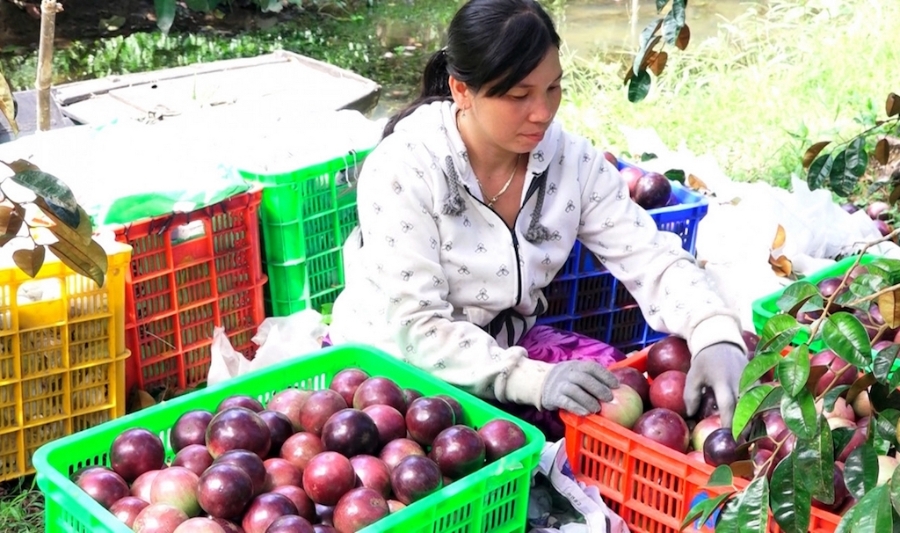 Chuỗi liên kết trái vú sữa mang lại thu nhập tốt cho nông dân huyện Kế Sách.