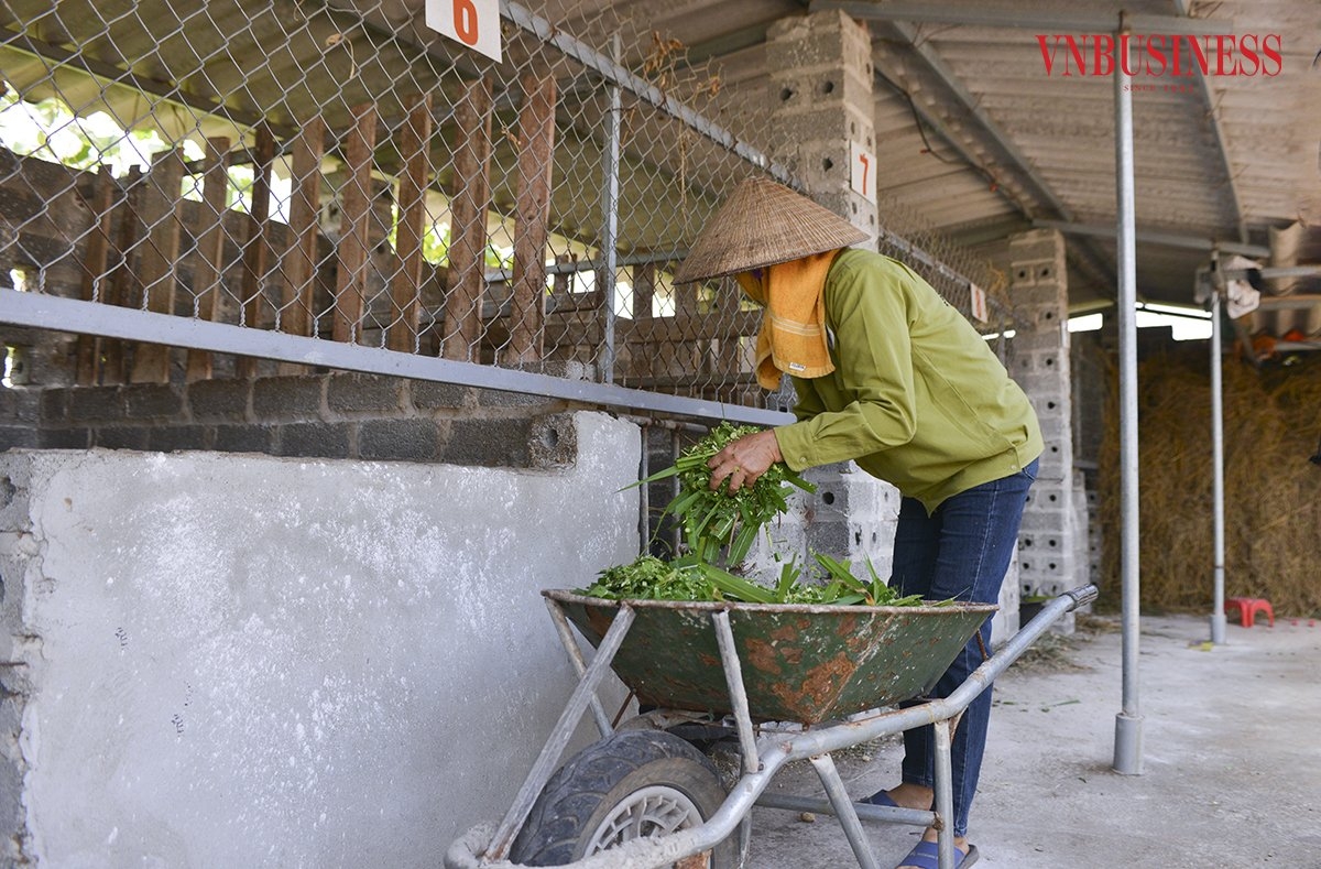 Theo thành viên HTX, hươu ăn rất ít, ngày chỉ cần cho ăn ba lần nhưng mỗi lần lượng thức ăn không cần nhiều.