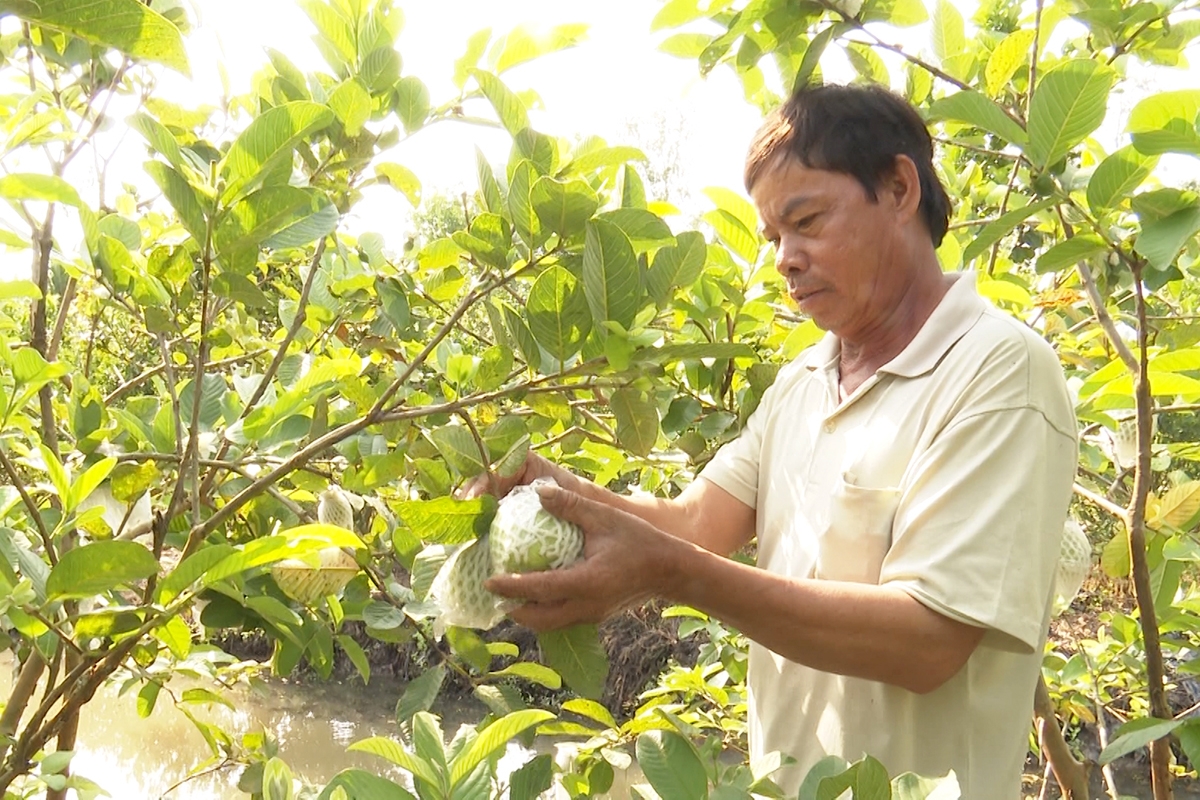 Ổi VietGAP đang là cây trồng kinh tế hiệu quả, làm giàu cho nhiều nông dân ở Phụng Hiệp.