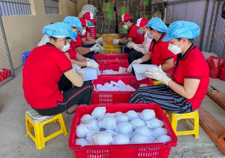 Xã Trinh Phú được xem là “điểm sáng” của huyện Kế Sách và tỉnh Sóc Trăng trong việc xây dựng chuỗi liên kết sản xuất và tiêu thụ trái vú sữa.