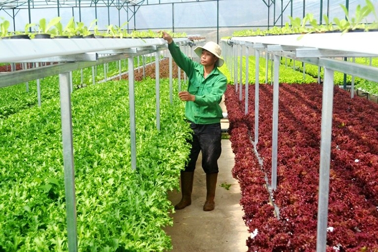 Nhu cầu tiếp cận nguồn vốn từ Quỹ Hỗ trợ phát triển HTX của các HTX là rất lớn.