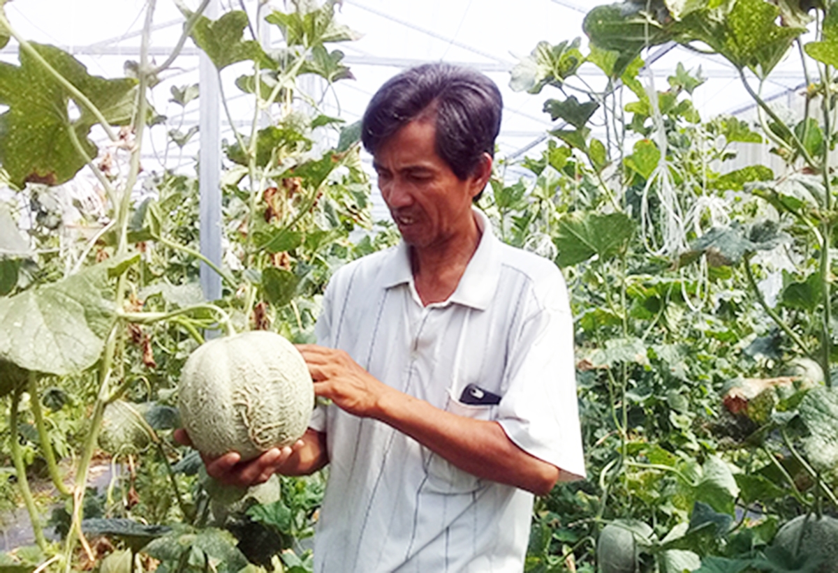 Ngành nông nghiệp huyện Phụng Hiệp đang chú trọng chuyển đổi theo hướng công nghệ cao.