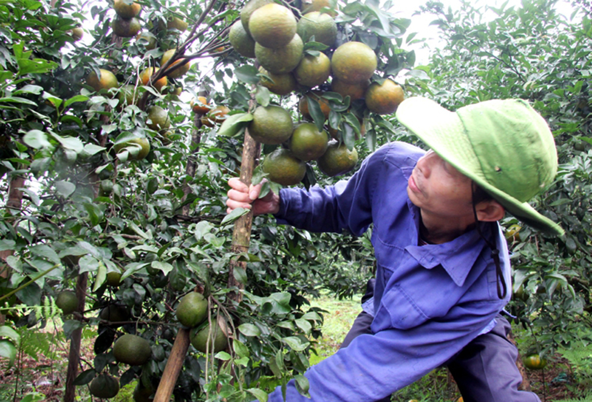Nông sản thế mạnh là điểm tựa xây dựng nông thôn mới ở Huơng Sơn.
